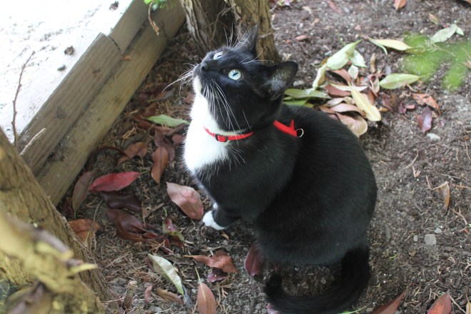 Girls go crazy 'bout a sharp dressed cat.