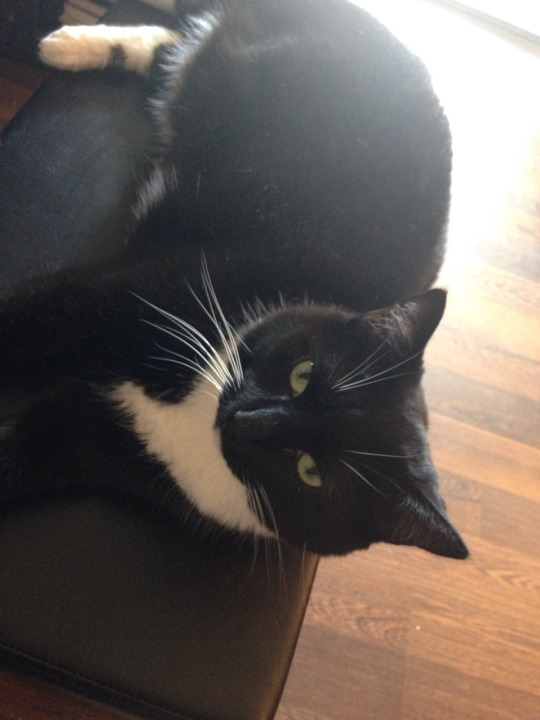 tumblr_oabpblgw0m1qie2v3o1_540